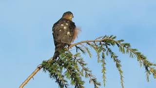 101324 Sub Adult SharpShinned Hawk Kent Wa 1316163 [upl. by Ahsiatal94]