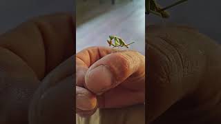 Praying mantis eating mealworm [upl. by Landy653]