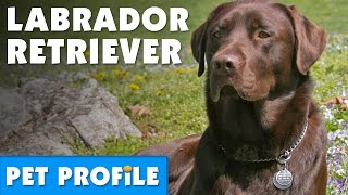 Labrador Retriever Pet Profile  Bondi Vet [upl. by Myrta619]