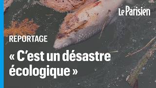 Pêcheurs écologistes… ils veulent tous la vérité sur la pollution du canal de Loing [upl. by Chantal]