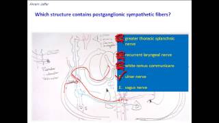 Which nerves contain postganglionic sympathetic nerve fibers [upl. by Eilahs]