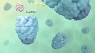 HSP70  HSP40 Chaperone Protein Folding [upl. by Isobel124]