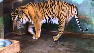 Honolulu Zoo Sumatra tiger [upl. by Eerrehs]