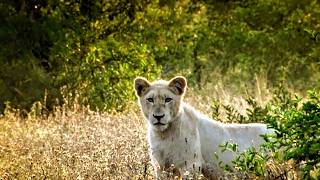 Savane impitoyable pour les lionnes blanches [upl. by Hephzipah]