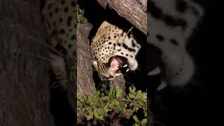 Jaguar climbs tree with extra superpower shorts shortsvideo ytshorts [upl. by Kcirddes]