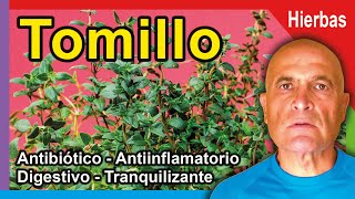 TOMILLO 🌿 Propiedades Beneficios y Cómo consumirlo 💜 [upl. by Avelin]