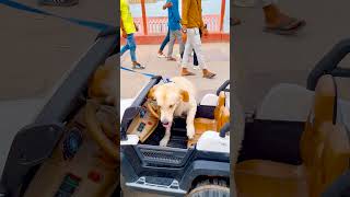 मेरे डॉग ने रिक्शा चलाई😭funnydogs shorts [upl. by Waylin]