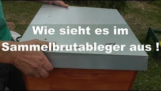 Wie geht es dem Sammelbrutabrutableger Imkerei20 15062018 [upl. by Ahseikram845]