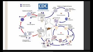 Ciclo biológico de la Malaria [upl. by Aynekal]