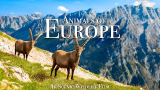 Animals of Europe 4K  Scenic Wildlife Film With Calming Music [upl. by Mariken]