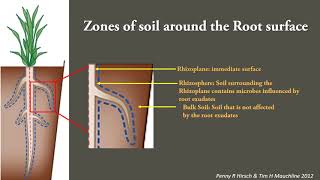 Plant Microbe interactions in the rhizosphere [upl. by Tadeo]