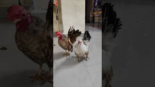 Skinless vs SkinOn Which Chicken Wins  Telugu Podcast  Voice of Mogasala [upl. by Carrie]