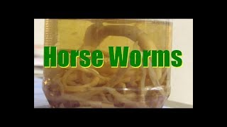 Ascaris Worm Facts and Footage  Parascaris equorum [upl. by Enyaz]