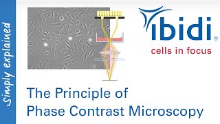 The Principle of Phase Contrast Microscopy [upl. by Marillin757]