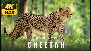 Wild Cheetah in 4K ULTRA UHD 🐆 African Wild Animals and Calming Music [upl. by Giulia932]