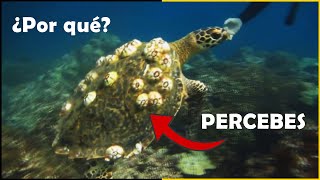 ¿Por Qué los PERCEBES se Pegan al Cuerpo de las TORTUGAS MARINAS 🐢 Qué son los Percebes  Quom [upl. by Eeladnerb]