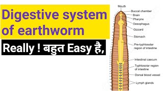 Bsc part 1 Digestive system of earthworm bsc 1st year digestive system of pheretima posthuma zoology [upl. by Leigh]