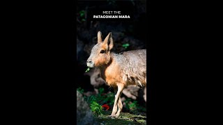 Patagonian Mara  One of the Largest Rodent on Earth [upl. by Enitsirc700]