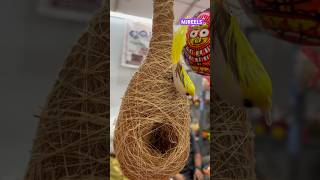 Mahalaxmi Saras exhibition 😍￼ytshort shortvideo viralvideo trendingshorts travel trending [upl. by Flemming]