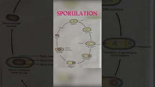 Stages of sporulation youtubeshorts microbiology [upl. by Zeuqcaj]