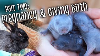 Part 2 Rabbit pregnancy amp birth  nest boxes kindling and handling kits [upl. by Eitsirhc]