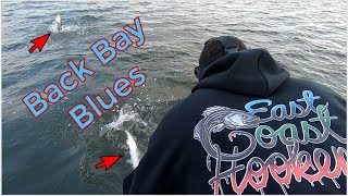 Giant Back Bay Bluefish on Light Tackle Afternoon Delight [upl. by Arinaj]