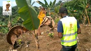 culture de la banane Plantain  11 minutes de conseils pour garantir définitivement ton succès [upl. by Johnston755]