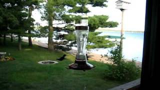 Hummingbird Feeder  Lake Hubert MN Part 1 [upl. by Deborah533]