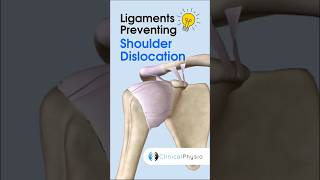 Ligaments Preventing Shoulder Dislocation physicaltherapy physiotheraphy shoulder [upl. by Errecart]