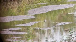 witgat oostvaardersplassen 13 09 24 [upl. by Oretna]