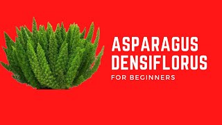 ASPARAGUS DENSIFLORUS  FOXTAIL FERN [upl. by Yorled]