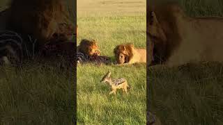 Lions on Zebra Kill  Masai Mara Kenya [upl. by Einatsed]