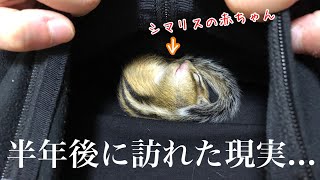 【シマリス】可愛いリスの赤ちゃんを飼い始めて半年後に訪れたまさかの事態 [upl. by Edra]