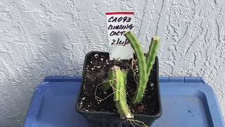 CA093  Climbing Cactus  Selenicereus Grandiflorus  Several Climbing Cactus Plants  April 2 2024 [upl. by Nauh]