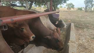 Successful feedlot farming feedlot agriculture success farming aimagriculture6171 [upl. by Ayanaj]