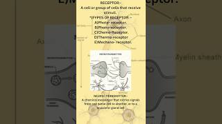 brain signalling l spinal cord l reflex arc l receptors [upl. by Perle]