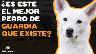 PERRO DE CANAÁN 9 COSAS que debes SABER [upl. by Attalie718]