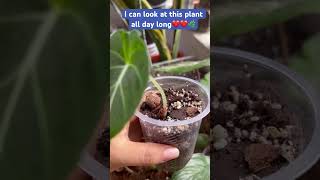 Alocasia Black Velvet’s Propagation🌱🌱alocasiaalocasiablackvelvetyoutubeshortsshorts [upl. by Elfie]