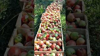 Kashmir fruit kashmirapplegarden viralshotes trendingshorts shotesfeed [upl. by Atteuqaj]