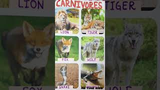 Food Habits of Animals  Herbivores Carnivores Omnivores and Scavangers [upl. by Amarillis697]