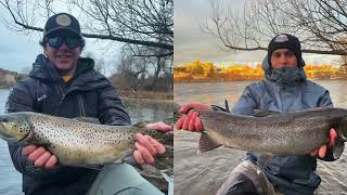 Steelhead amp Brown Trout Centerpin Float Fishing Beads  Late November Egg Bite [upl. by Hakim294]