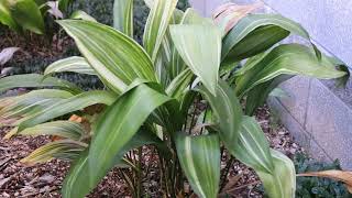 Cast iron plant Aspidistra elatior  Plant Identification [upl. by Neit]