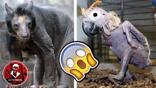 TOP 7 ANIMALES HERMOSOS QUE SON FEOS SIN PELO [upl. by Elgar]