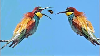 Beeeater Call Merops apiaster Sound Abelharuco Canto [upl. by Nylevol]