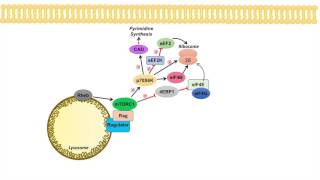 mTOR Signaling Pathway mTOR Complexes Regulation and Downstream effects [upl. by Kenwee622]