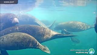 Homosassa Springs Underwater Camera [upl. by Ecirtahs803]