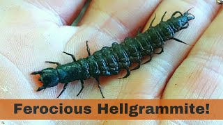 Ferocious hellgrammites Everything you need to know about the larva of the Dobsonfly [upl. by Atsirt79]