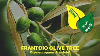 Frantoio Olive Tree  Who loves Olive Oil oliveoil [upl. by Neelya]