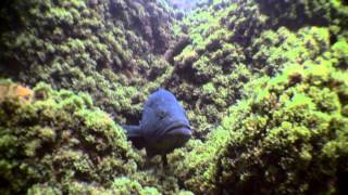 Lets dive in lost Atlantis  Mero  Dusky grouper Epinephelus marginatus FloresDiveCentercom [upl. by Holsworth]