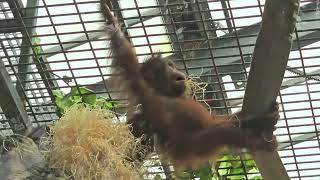 A Baby OrangUtan Baby is playing with its Mother 🤩😘🫠 [upl. by Maddeu]